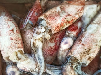 High angle view of fish for sale