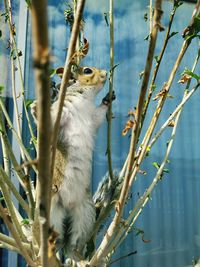 Low angle view of squirrel on plant