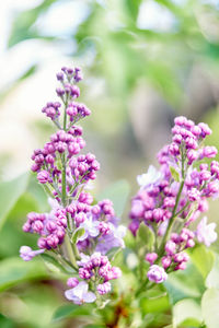 Close-up of pink flowering plant