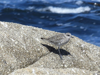 Black bellied plover  shorebird perching on rock