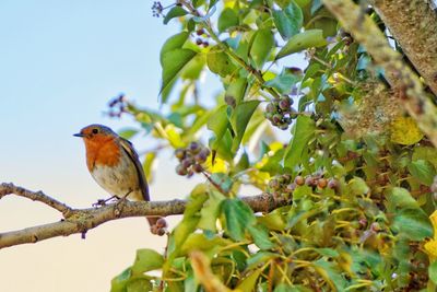 Bird perching on a tree