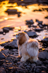 Cat sitting on rock