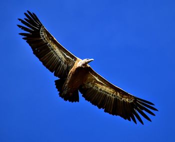 Low angle view of eagle flying against clear blue sky