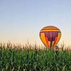 Hot air balloons flying over field against clear sky