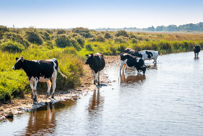 Cows grazing in the lake