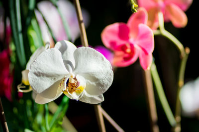 Close-up of pink orchids