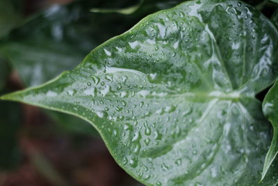 Close-up of raindrops on leaves