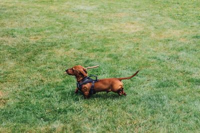 Harness-wearing daschund dog with big stick in mouth, on grass