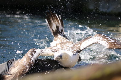 Close-up of bird splashing water