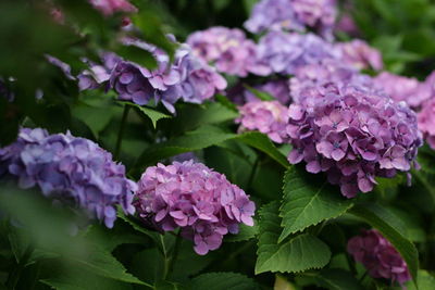 Close-up of purple hydrangea blooming outdoors