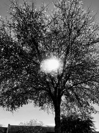 Low angle view of trees against clear sky