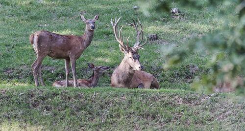 Deer in a field