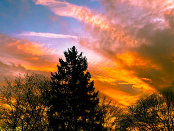 Low angle view of silhouette tree during sunset