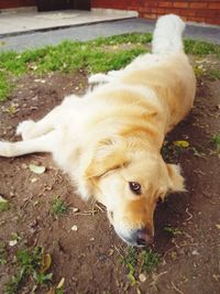 High angle view of dog lying down