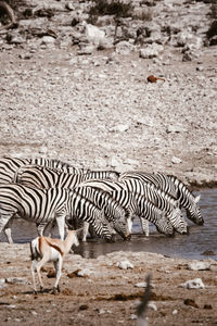 Herd of wild zebras drinking fresh water from lake in dry savanna on sunny day