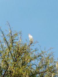 Low angle view of bird perching on tree against sky