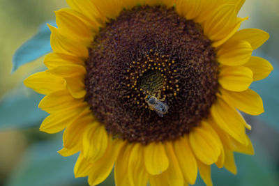 Close-up of sunflower