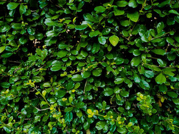 Full frame shot of fresh green plants