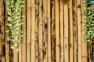 Full frame shot of bamboo plants