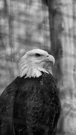 Close-up of eagle against blurred background