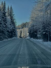 Road amidst trees against sky during winter