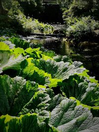 Plants growing in water