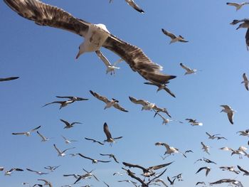 Low angle view of seagulls flying over cloudy sky