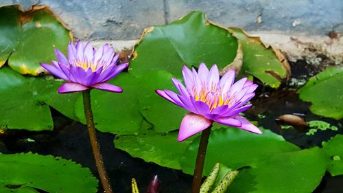 Close-up of lotus water lily in pond