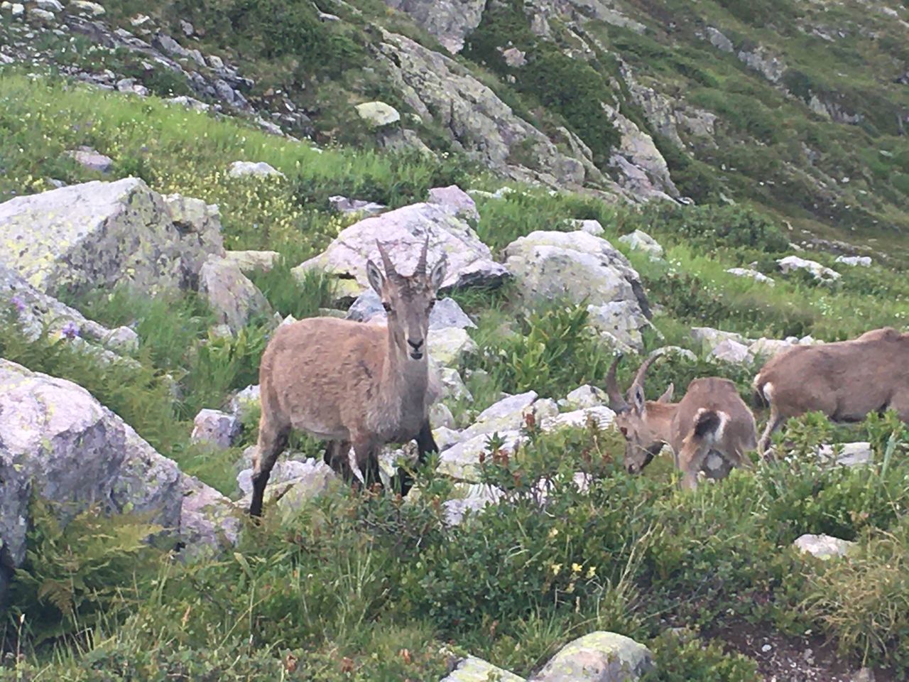 HERD OF A SHEEP