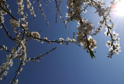 Low angle view of cherry blossom against blue sky