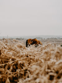 Horse grazing in frosty field in winter