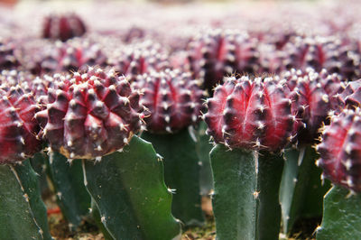 Close-up of succulent plant