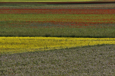 Full frame shot of yellow flower field