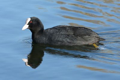 Close-up of duck swimming on lake