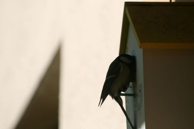 Low angle view of tree