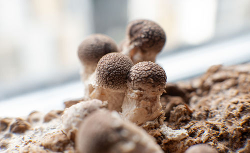 Close-up of mushrooms on wood