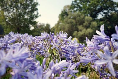 Agapanthus flowers blooming