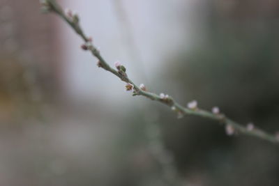 Close-up of buds on twig