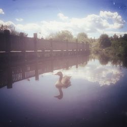 Reflection of trees in water