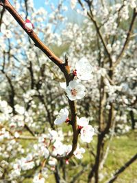 Close-up of cherry blossom tree