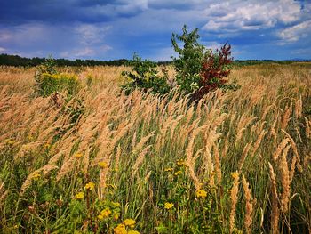 Plants growing on field against sky