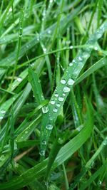 Close-up of wet grass