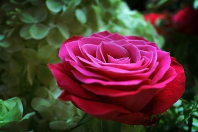 Close-up of pink rose blooming outdoors