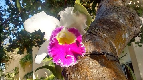 Close-up of flower blooming outdoors