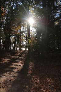 Trees in sunlight