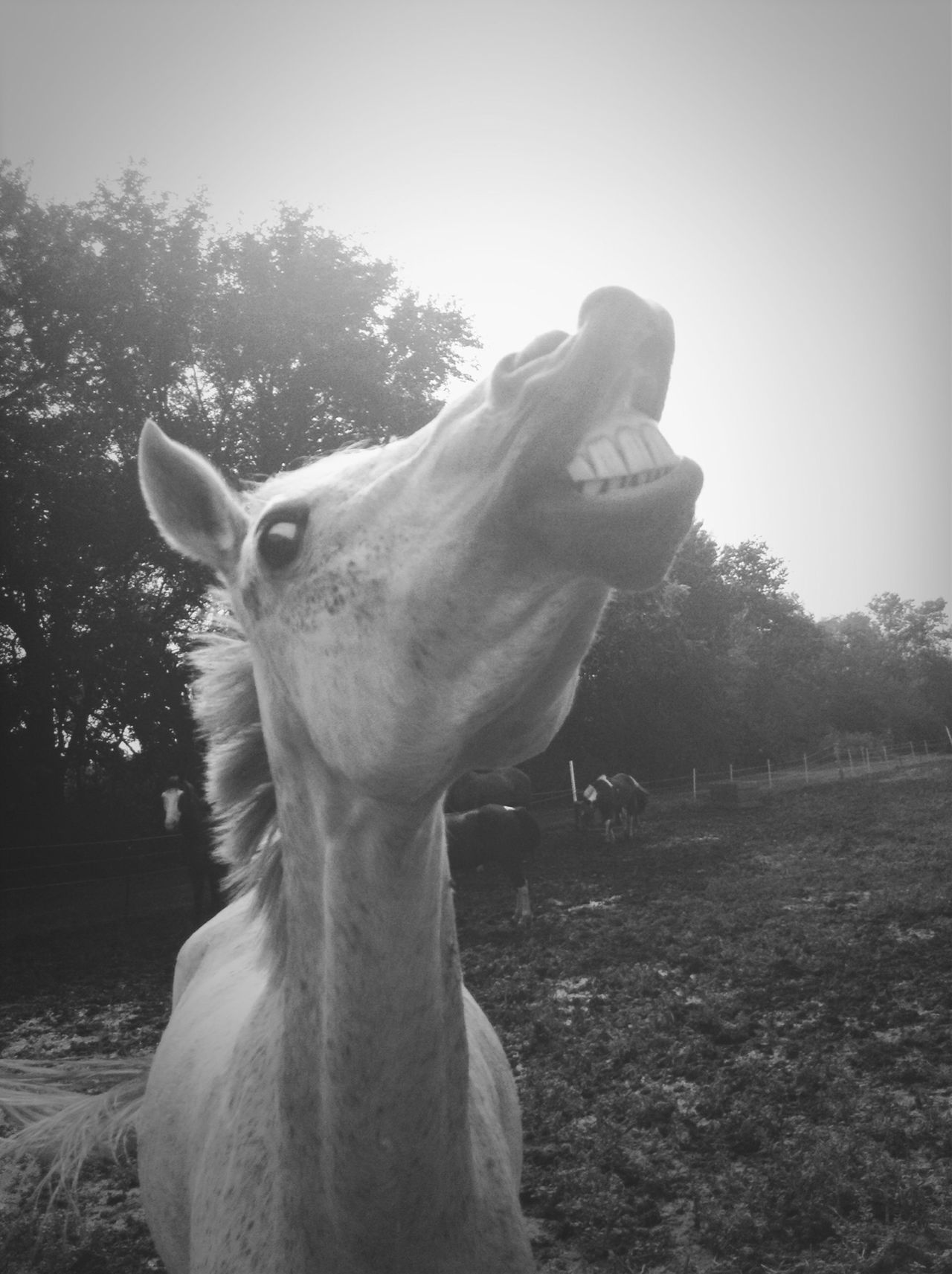 Horse smiling