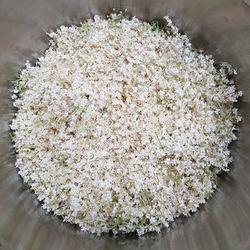 High angle view of white flowers on table