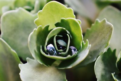 Close-up of succulent plant