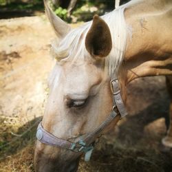 Close-up of horse in field