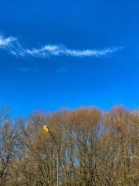 Low angle view of bare trees against blue sky